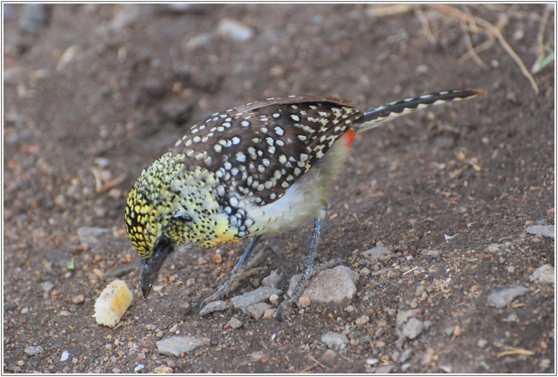 2012-02-20 12-33-09織巢鳥的一種.JPG